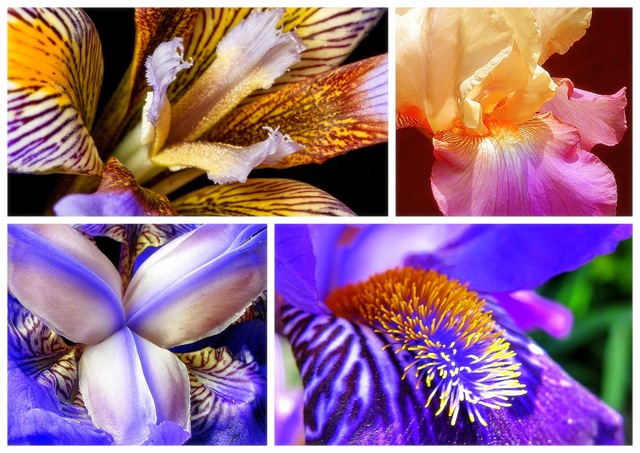 [FLOR AQUAR2[5].jpg]