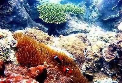 coral reefs