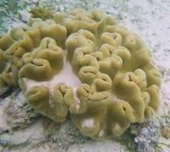 brain coral