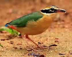 Pitta Brachyura