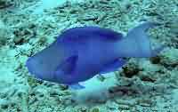 blue parrotfish