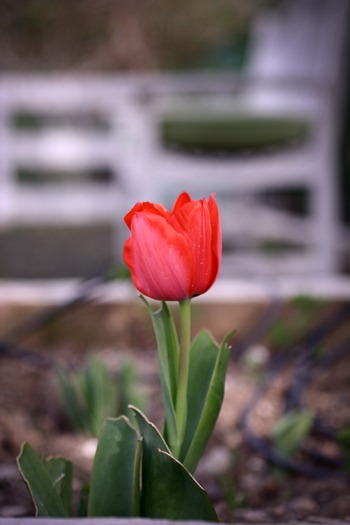 tulip2 (1 of 1)
