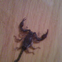 Scorpion