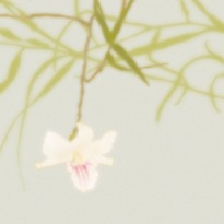 [OrchidBranch.hermanyu.com[4].jpg]