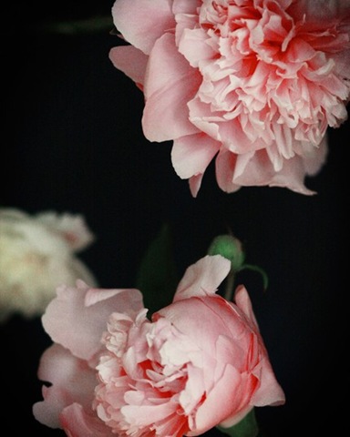 [Peony no.3282.kariherer.etsy[3].jpg]