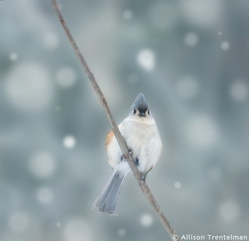 [Tufted Titmouse in Snow.AllisonTrentelman.papernstitch.com[3].jpg]