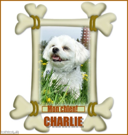 Charlie mon adorable petit chien