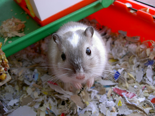 external image Gerbil.JPG