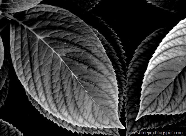 [leaves1[2].jpg]