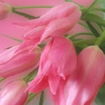 Pink_Tulips.jpg