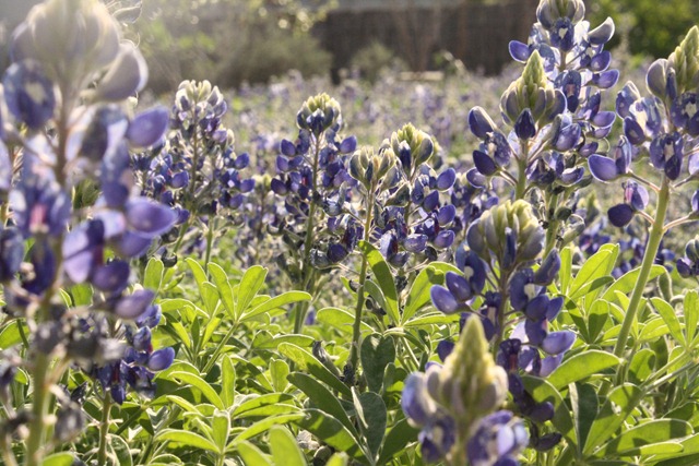 Wildflower Center 188