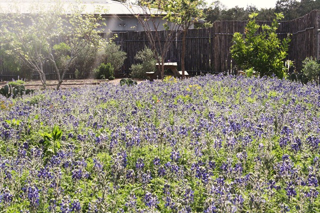 Wildflower Center 191
