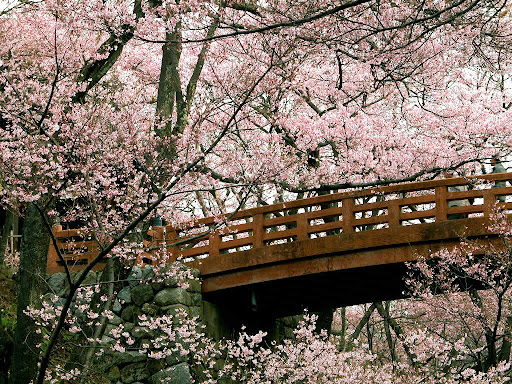 cherry-blossoms.jpg