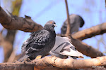 dsc_9718.JPG
