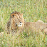 Masai Mara