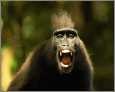 angry