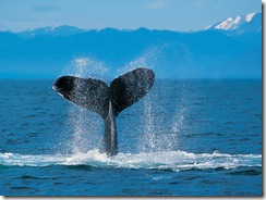 A humpback whale slapping the surface with its tail.