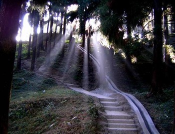 walk-path-nature-beauty-green