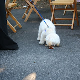 Dog Day's of Summer