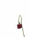 flor murcha flor murcha