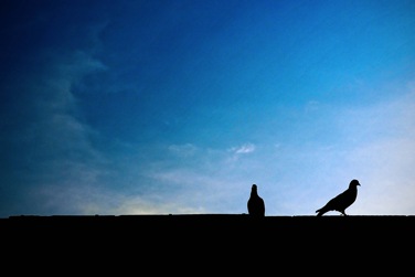 SONY DSC