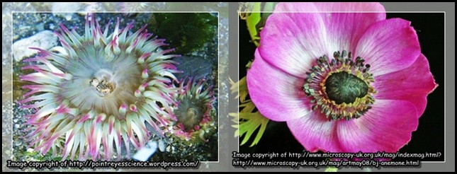 Anemone compare