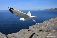 2009_06_01 IRL Dingle 369.jpg