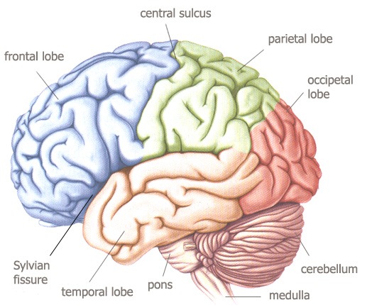 [human-brain-3[6].jpg]