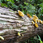 Mushrooms?