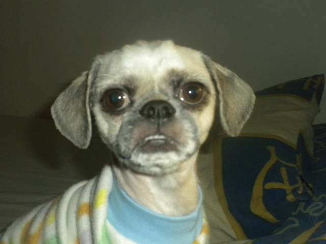 [Gracie's terrible haircut 008[2].jpg]