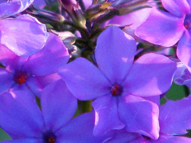 [purplecloseup[5].jpg]