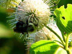 bee3 bee3