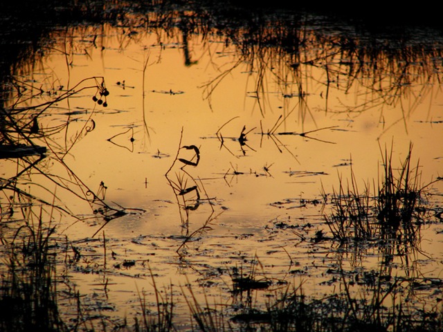 [pondsunset[5].jpg]