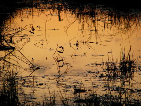 pondsunset