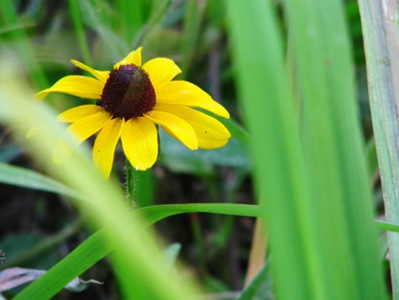 singleopendaisy singleopendaisy