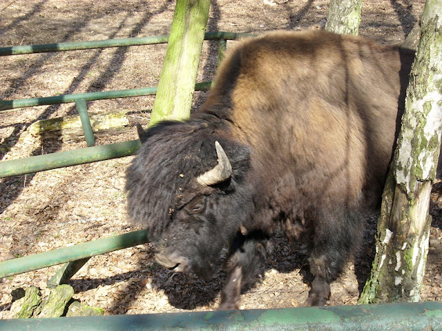 Nowe Zoo w Poznaniu - Bizon leśny