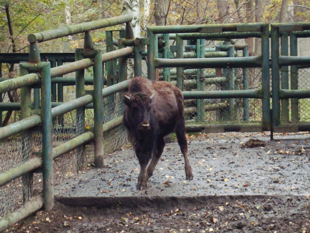 Biedronka - zdjęcie z października 2010