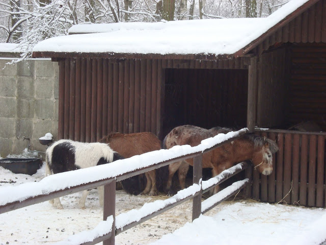 Kuce na śniegu