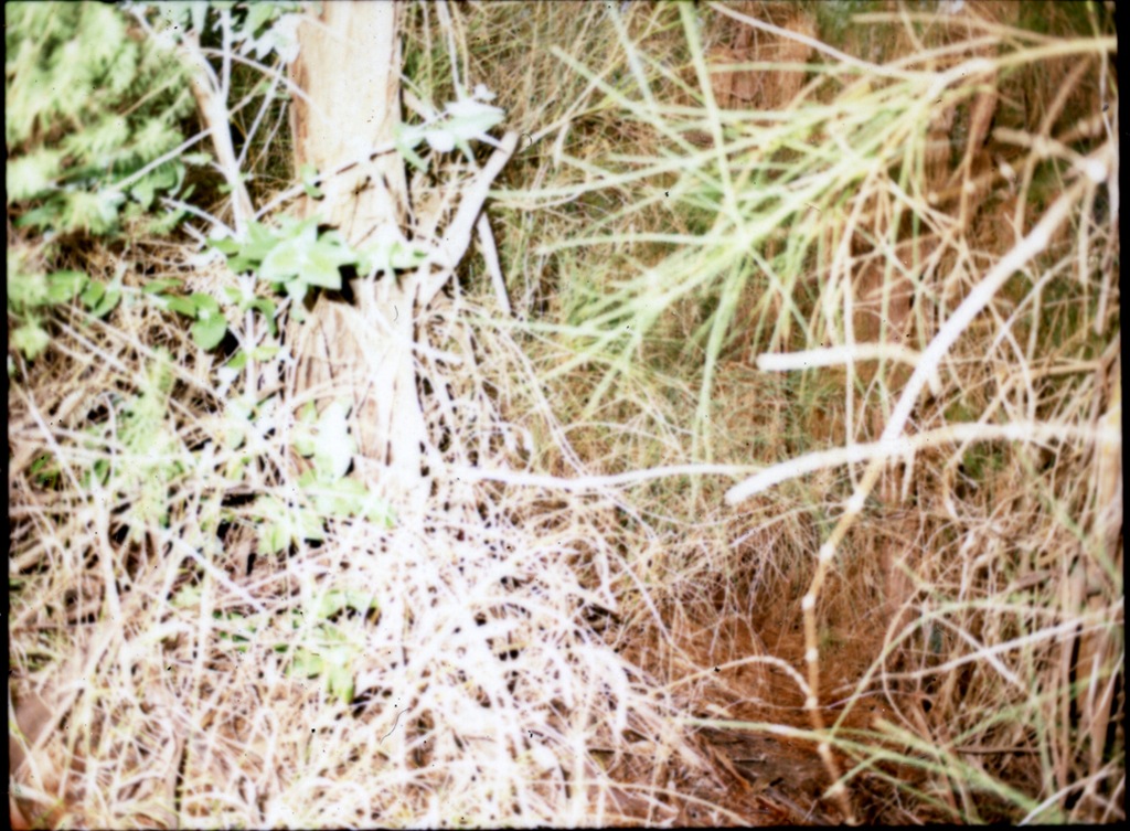 [645_pro_tl_polaroid_006[12].jpg]