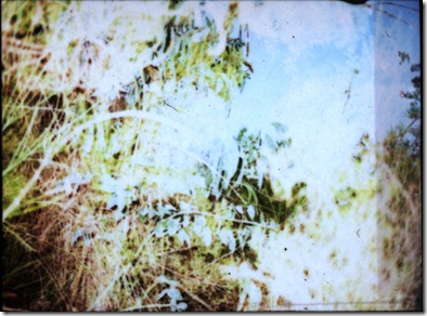645_pro_tl_polaroid_007