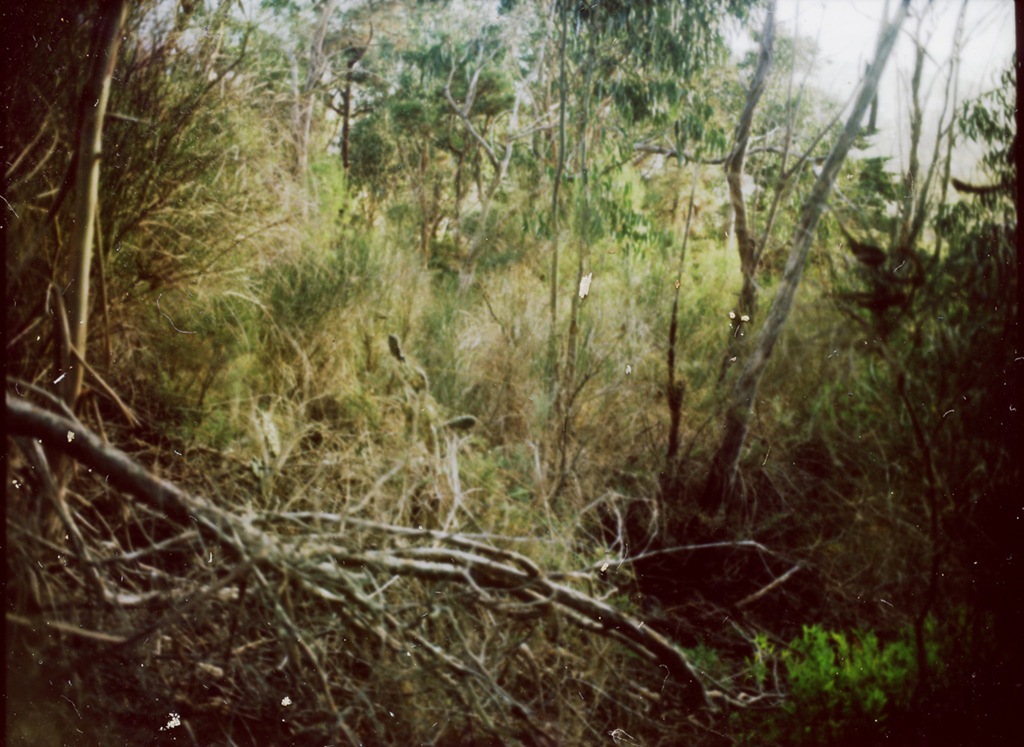 [645_pro_tl_polaroid_004[4].jpg]