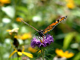 DSCF0065.JPG