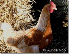 chickens 001
