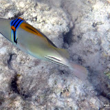 Picasso Fisch
