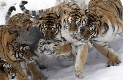 20117-1-25-01-10.gif