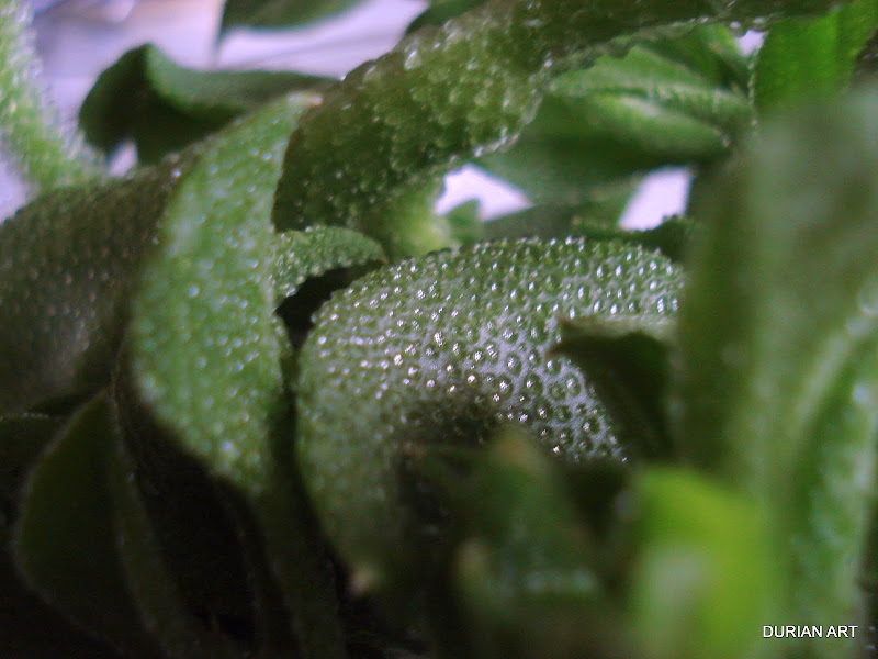 ice plant GOURMANDE in OSAKA