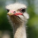 [ostrich[2].jpg]