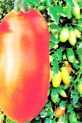 [pomodoro[10].jpg]