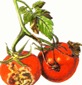 peronospara