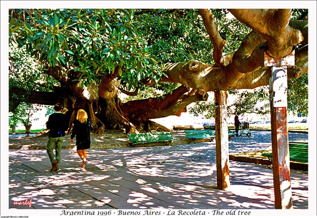 [082BuenosAiresRecoletaTheoldtree2.jpg]